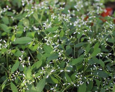 Pryšec třezalkovitý 'Diwali Shower'