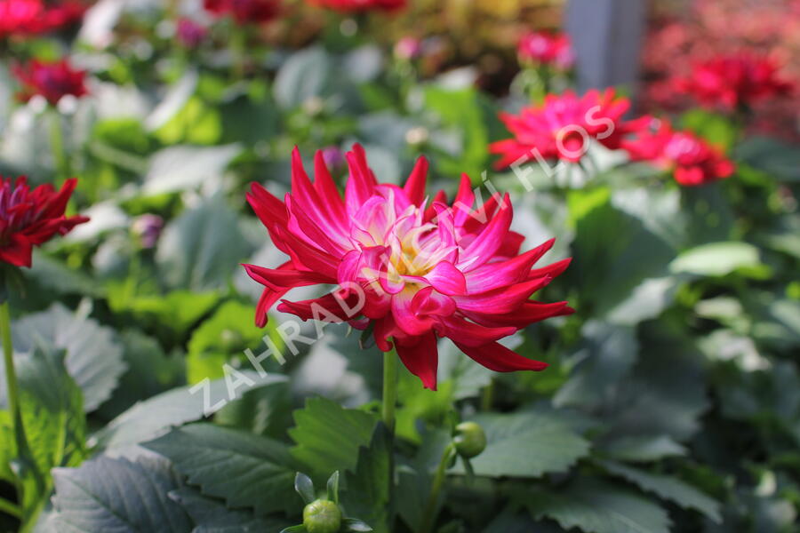 Jiřina XXL 'Raspberry Ice' - Dahlia XXL 'Raspberry Ice'