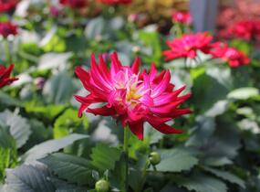 Jiřina XXL 'Raspberry Ice' - Dahlia XXL 'Raspberry Ice'
