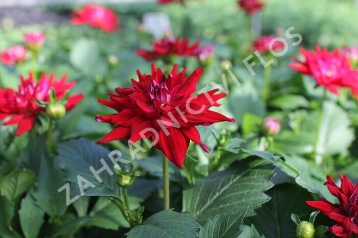 Jiřina XXL 'Raspberry Ice' - Dahlia XXL 'Raspberry Ice'