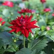 Jiřina XXL 'Raspberry Ice' - Dahlia XXL 'Raspberry Ice'