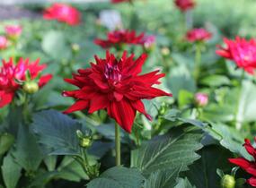 Jiřina XXL 'Raspberry Ice' - Dahlia XXL 'Raspberry Ice'