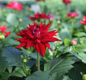Jiřina XXL 'Raspberry Ice' - Dahlia XXL 'Raspberry Ice'