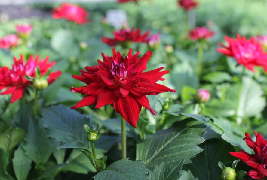 Jiřina XXL 'Raspberry Ice' - Dahlia XXL 'Raspberry Ice'