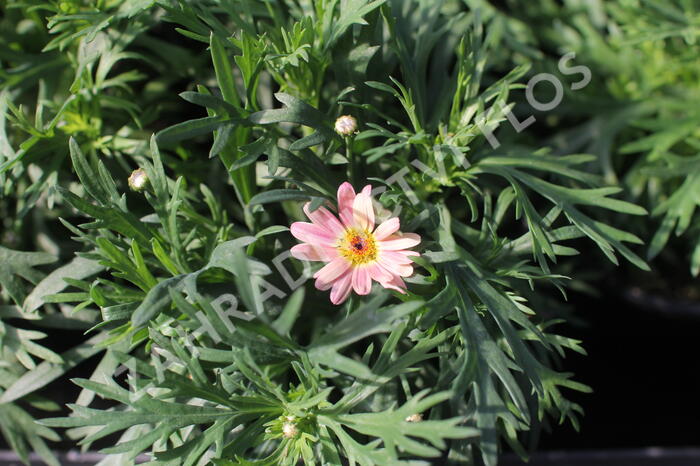 Kopretina pařížská 'Aramis Peach Eye' - Argyranthemum frutescens 'Aramis Peach Eye'