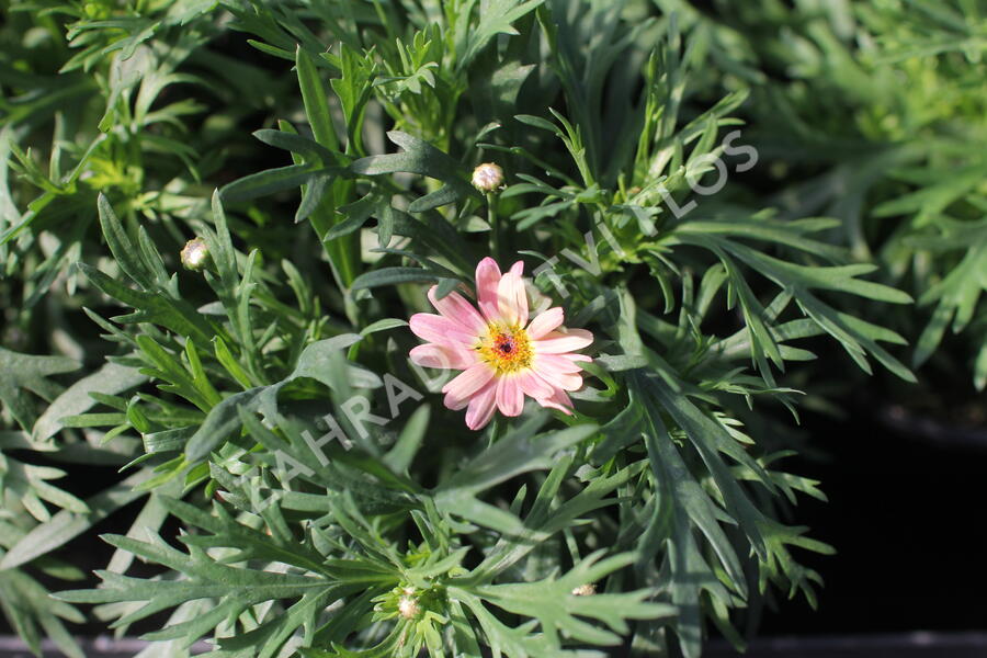 Kopretina pařížská 'Aramis Peach Eye' - Argyranthemum frutescens 'Aramis Peach Eye'