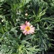 Kopretina pařížská 'Aramis Peach Eye' - Argyranthemum frutescens 'Aramis Peach Eye'