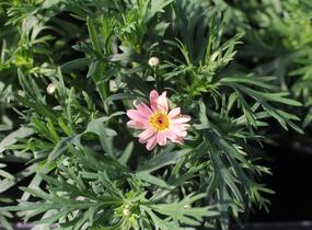 Kopretina pařížská 'Aramis Peach Eye' - Argyranthemum frutescens 'Aramis Peach Eye'