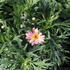 Argyranthemum frutescens 'Aramis Peach Eye'.JPG