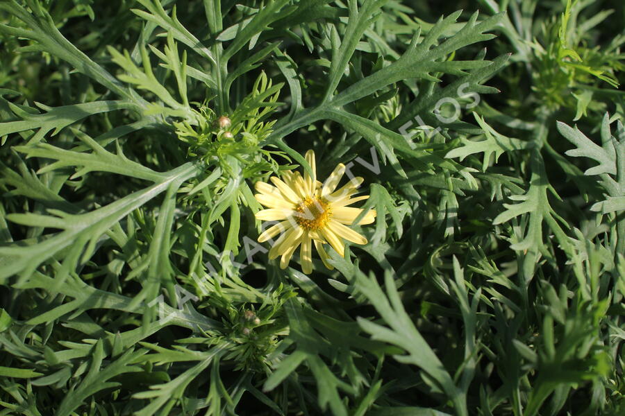 Kopretina pařížská 'Aramis Sun' - Argyranthemum frutescens 'Aramis Sun'