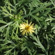 Kopretina pařížská 'Aramis Sun' - Argyranthemum frutescens 'Aramis Sun'