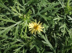 Kopretina pařížská 'Aramis Sun' - Argyranthemum frutescens 'Aramis Sun'
