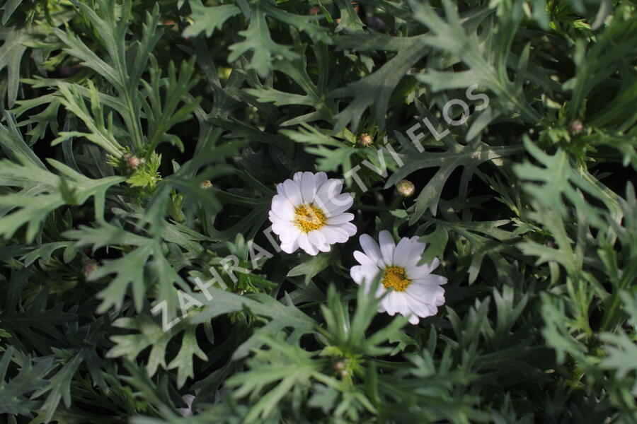 Kopretina pařížská 'Aramis Milk' - Argyranthemum frutescens 'Aramis Milk'