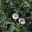 Kopretina pařížská 'Aramis Milk' - Argyranthemum frutescens 'Aramis Milk'