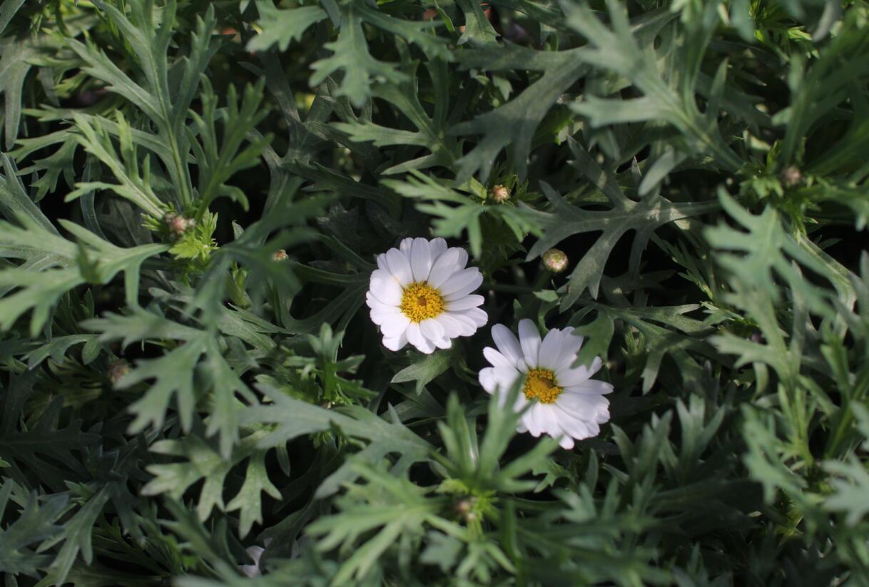 Kopretina pařížská 'Aramis Milk' - Argyranthemum frutescens 'Aramis Milk'