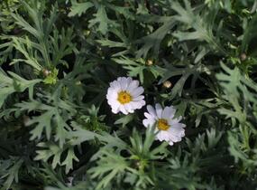 Kopretina pařížská 'Aramis Milk' - Argyranthemum frutescens 'Aramis Milk'