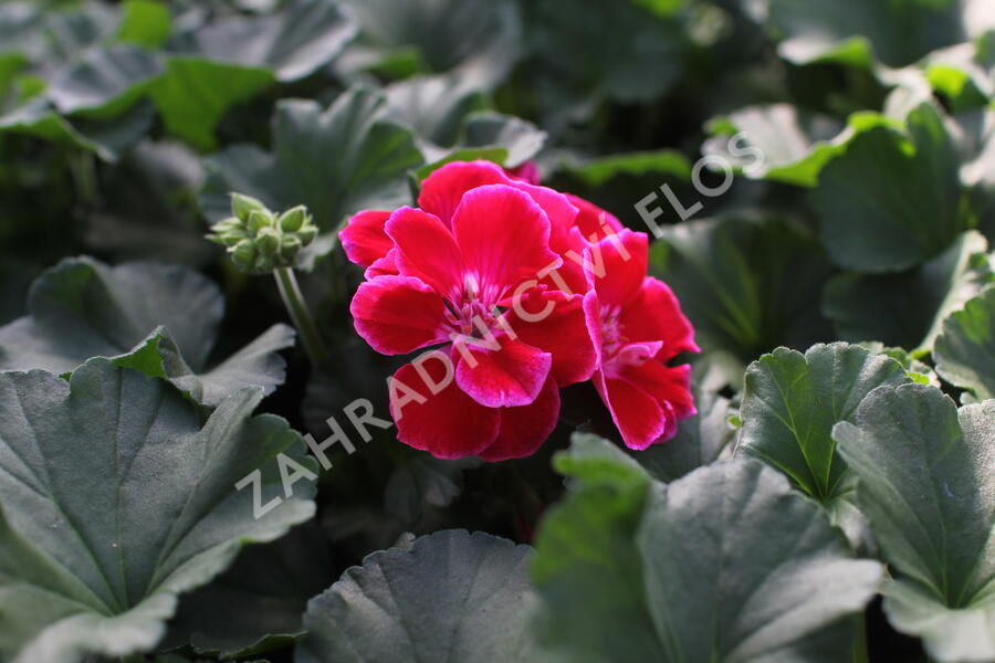 Muškát, pelargonie páskatá 'Savannah TexMex Ruby' - Pelargonium zonale 'Savannah TexMex Ruby'