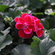 Muškát, pelargonie páskatá 'Savannah TexMex Ruby' - Pelargonium zonale 'Savannah TexMex Ruby'