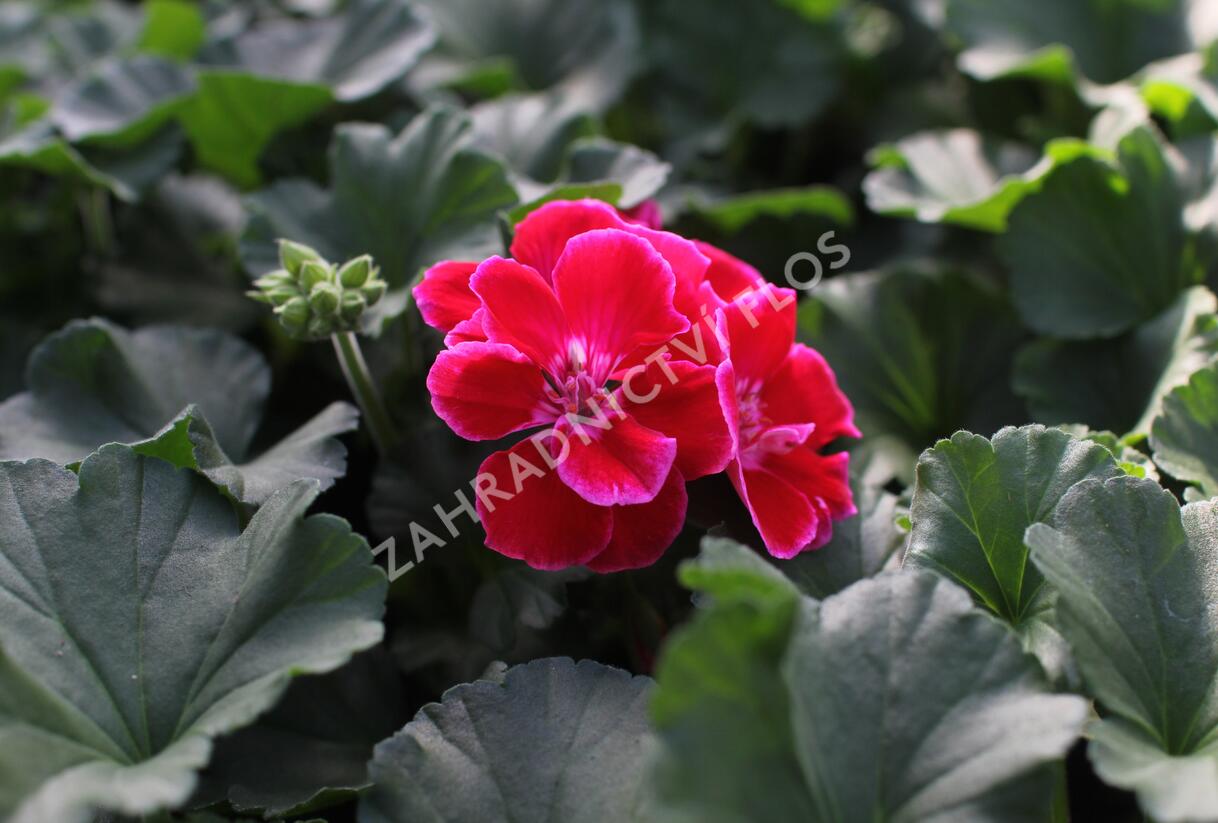 Muškát, pelargonie páskatá 'Savannah TexMex Ruby' - Pelargonium zonale 'Savannah TexMex Ruby'