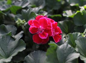 Muškát, pelargonie páskatá 'Savannah TexMex Ruby' - Pelargonium zonale 'Savannah TexMex Ruby'