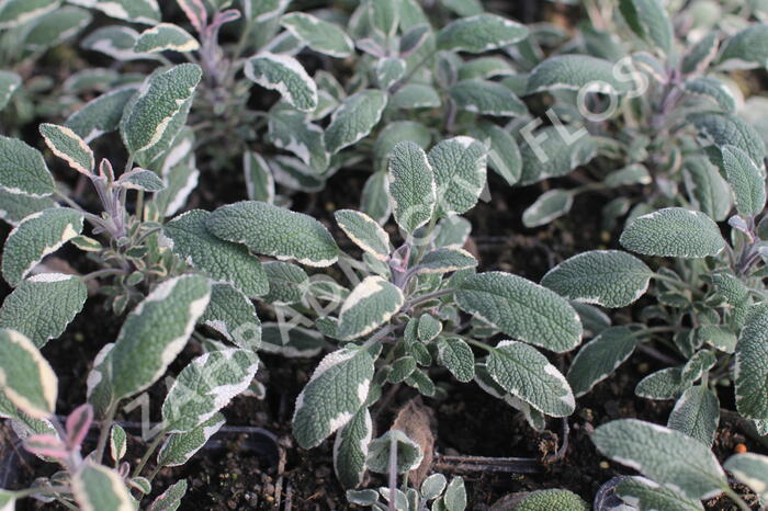 Šalvěj lékařská 'Tricolor' - Salvia officinalis 'Tricolor'