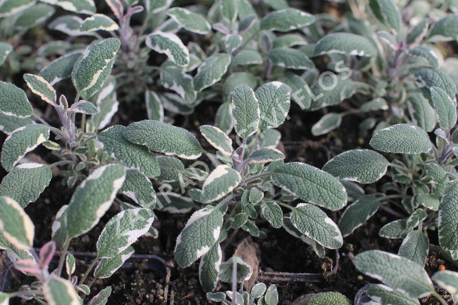 Šalvěj lékařská 'Tricolor' - Salvia officinalis 'Tricolor'