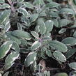 Šalvěj lékařská 'Tricolor' - Salvia officinalis 'Tricolor'