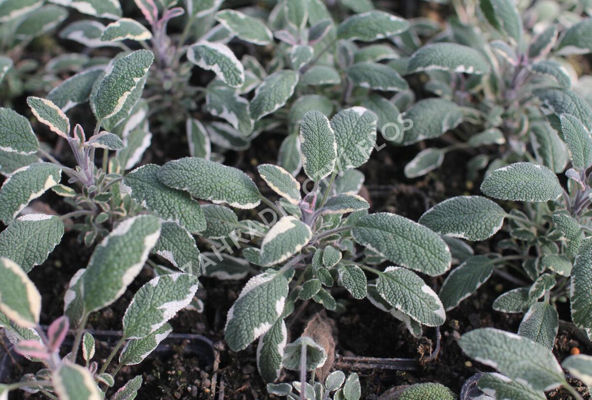 Šalvěj lékařská 'Tricolor' - Salvia officinalis 'Tricolor'