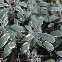 Šalvěj lékařská 'Tricolor' - Salvia officinalis 'Tricolor'