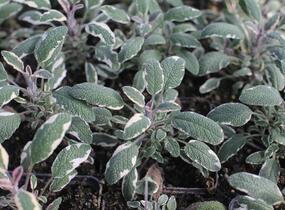 Šalvěj lékařská 'Tricolor' - Salvia officinalis 'Tricolor'