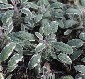Šalvěj lékařská 'Tricolor' - Salvia officinalis 'Tricolor'