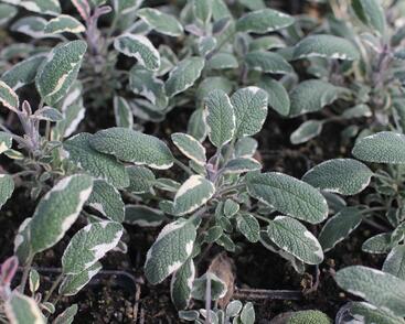 Šalvěj lékařská 'Tricolor'