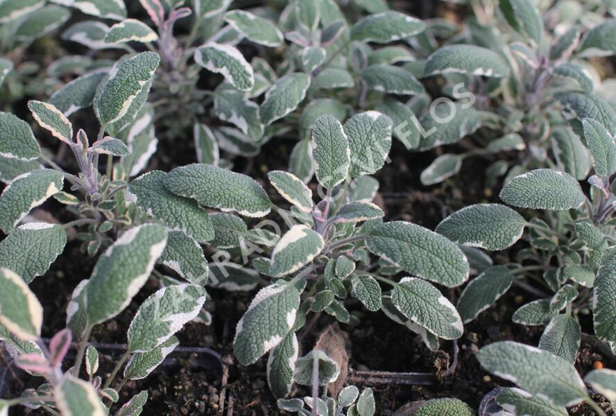 Šalvěj lékařská 'Tricolor' - Salvia officinalis 'Tricolor'
