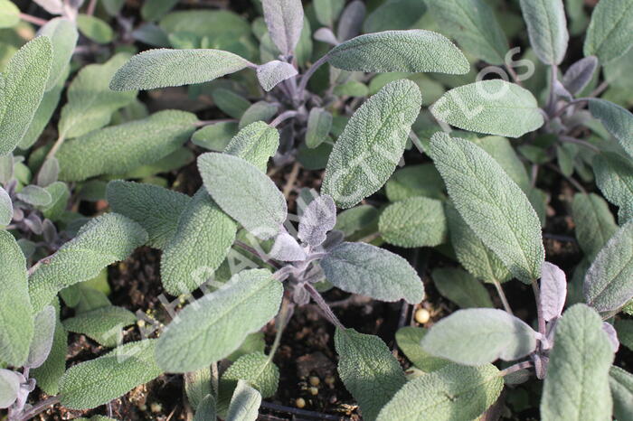 Šalvěj lékařská 'Purpurascens' - Salvia officinalis 'Purpurascens'