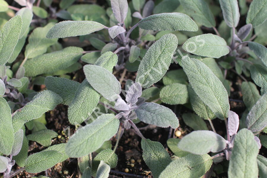 Šalvěj lékařská 'Purpurascens' - Salvia officinalis 'Purpurascens'