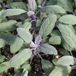 Šalvěj lékařská 'Purpurascens' - Salvia officinalis 'Purpurascens'