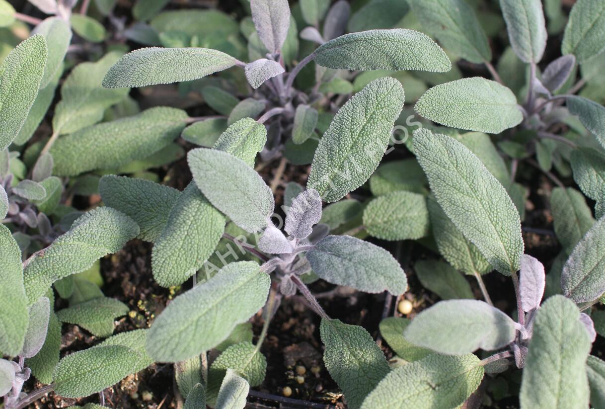 Šalvěj lékařská 'Purpurascens' - Salvia officinalis 'Purpurascens'