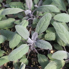 Šalvěj lékařská 'Purpurascens' - Salvia officinalis 'Purpurascens'