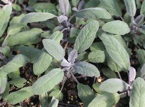 Šalvěj lékařská 'Purpurascens' - Salvia officinalis 'Purpurascens'