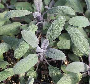 Šalvěj lékařská 'Purpurascens' - Salvia officinalis 'Purpurascens'