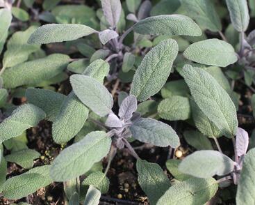 Šalvěj lékařská 'Purpurascens'