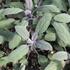 Salvia officinalis 'Purpurascens'.JPG