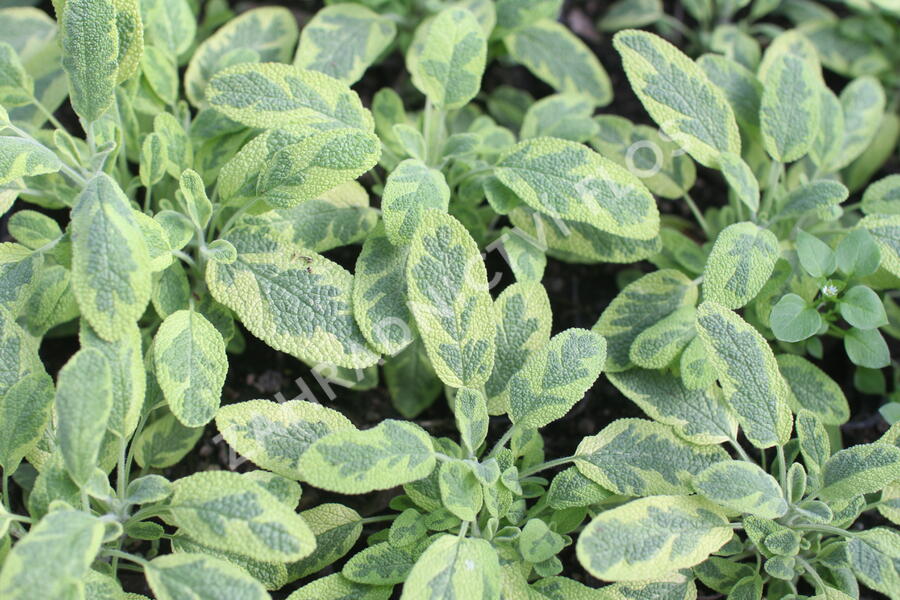 Šalvěj lékařská 'Icterina' - Salvia officinalis 'Icterina'