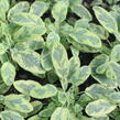Šalvěj lékařská 'Icterina' - Salvia officinalis 'Icterina'