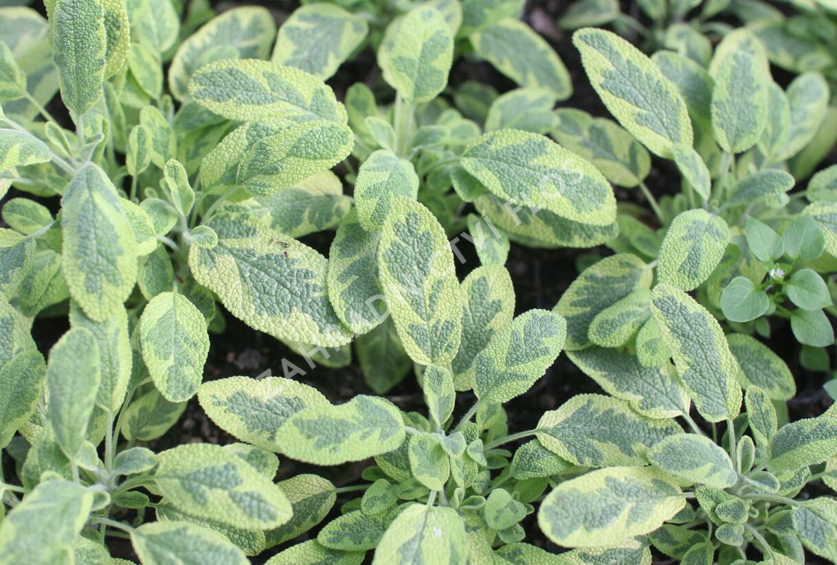 Šalvěj lékařská 'Icterina' - Salvia officinalis 'Icterina'