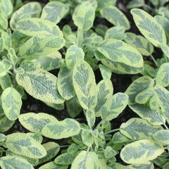 Šalvěj lékařská 'Icterina' - Salvia officinalis 'Icterina'