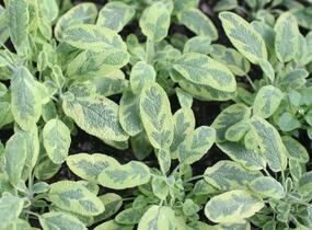 Šalvěj lékařská 'Icterina' - Salvia officinalis 'Icterina'