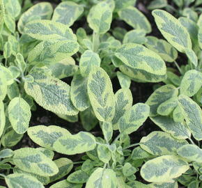Šalvěj lékařská 'Icterina' - Salvia officinalis 'Icterina'