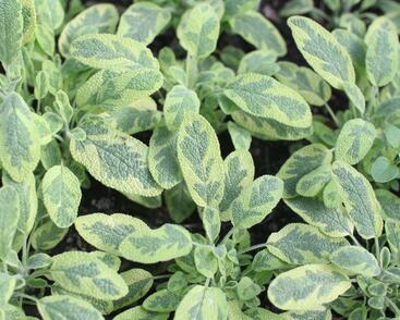 Šalvěj lékařská 'Icterina'