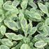 Salvia officinalis 'Icterina'.JPG